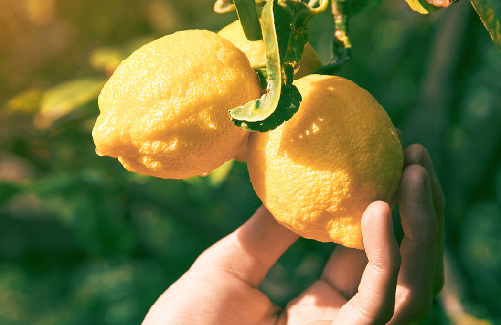 シトラスの香り